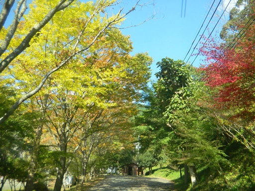 f:id:cotton1010:20121110122834j:image:w360 f:id:cotton1010:20121110122834j:image:w360