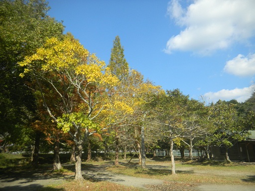 f:id:cotton1010:20121110123044j:image:w360 f:id:cotton1010:20121110123044j:image:w360