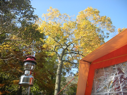 f:id:cotton1010:20121110143801j:image:w360 f:id:cotton1010:20121110143801j:image:w360