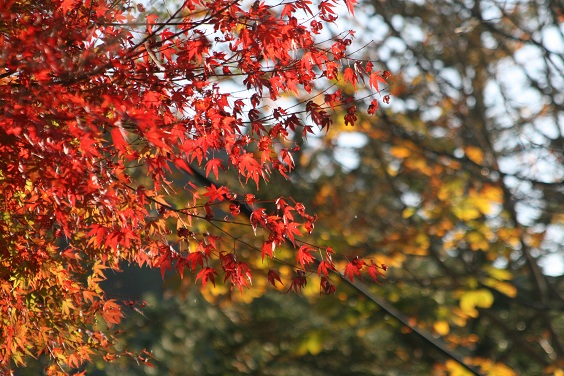 f:id:cotton1010:20121110150649j:image:w360 f:id:cotton1010:20121110150649j:image:w360