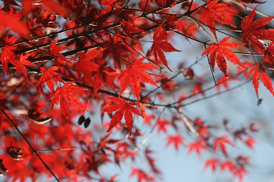 f:id:cotton1010:20121110150711j:image:w360 f:id:cotton1010:20121110150711j:image:w360