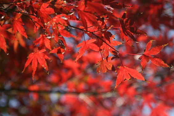 f:id:cotton1010:20121110150736j:image:w360 f:id:cotton1010:20121110150736j:image:w360