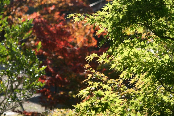 f:id:cotton1010:20121110150939j:image:w360 f:id:cotton1010:20121110150939j:image:w360