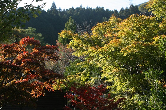 f:id:cotton1010:20121110151027j:image:w360 f:id:cotton1010:20121110151027j:image:w360