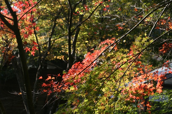 f:id:cotton1010:20121110151208j:image:w360 f:id:cotton1010:20121110151208j:image:w360