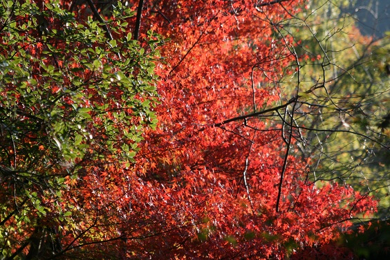 f:id:cotton1010:20121110151325j:image:w360 f:id:cotton1010:20121110151325j:image:w360