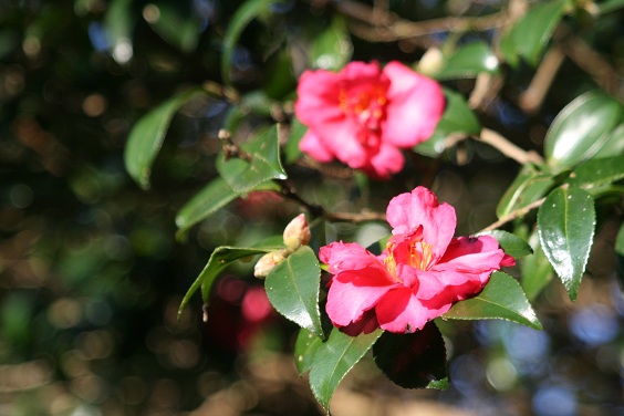 f:id:cotton1010:20121110152841j:image:w360 f:id:cotton1010:20121110152841j:image:w360