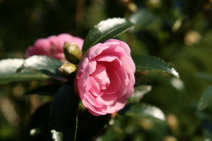 f:id:cotton1010:20121110153017j:image:w360 f:id:cotton1010:20121110153017j:image:w360