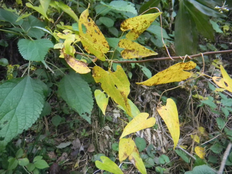 f:id:cotton1010:20121111081321j:image:w360