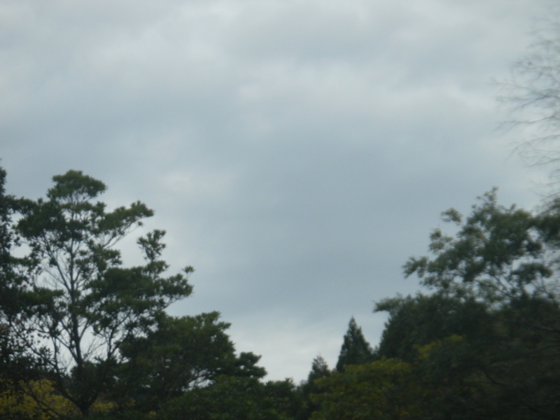 f:id:cotton1010:20121111082538j:image:w360