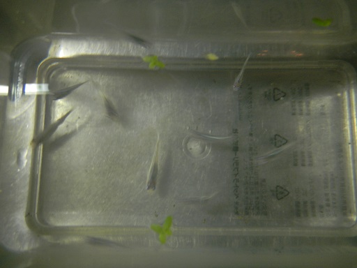 f:id:cotton1010:20130830185830j:image:w360 f:id:cotton1010:20130830185830j:image:w360