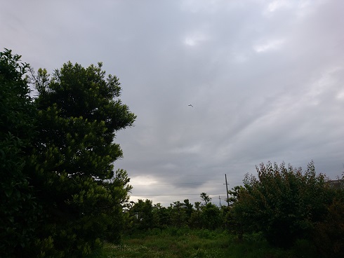 f:id:cotton1010:20180513062029j:image:w360