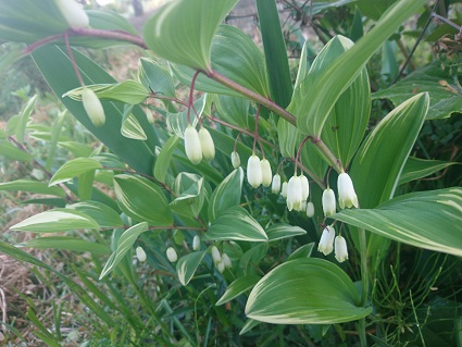 f:id:cotton1010:20190421060847j:plain