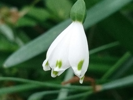 f:id:cotton1010:20190421063359j:plain