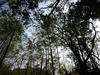 f:id:cotton1010:20190421145232j:plain