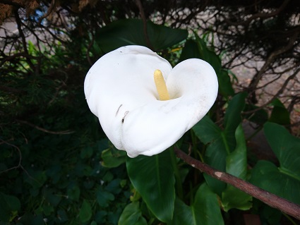 f:id:cotton1010:20190422054512j:plain