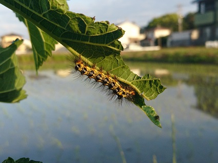 f:id:cotton1010:20190517054637j:plain