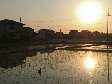 f:id:cotton1010:20190524052812j:plain f:id:cotton1010:20190524052812j:plain