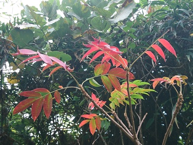 f:id:cotton1010:20191102071501j:plain