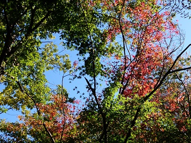 f:id:cotton1010:20191117111806j:plain f:id:cotton1010:20191117111806j:plain