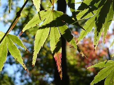 f:id:cotton1010:20191117111909j:plain f:id:cotton1010:20191117111909j:plain