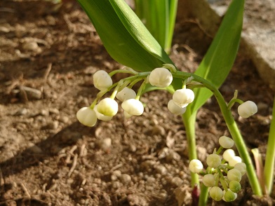 f:id:cotton1010:20200208082424j:plain f:id:cotton1010:20200208082424j:plain