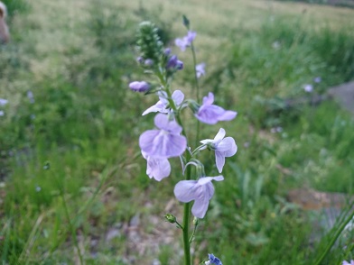 f:id:cotton1010:20200410055355j:plain