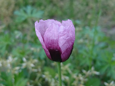 f:id:cotton1010:20200410055519j:plain