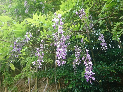 f:id:cotton1010:20200503072145j:plain f:id:cotton1010:20200503072145j:plain
