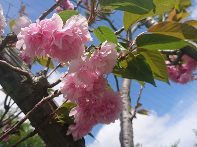 f:id:cotton1010:20200503103113j:plain f:id:cotton1010:20200503103113j:plain