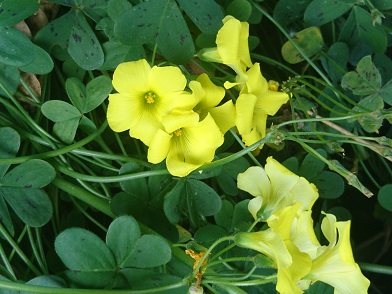 f:id:cotton1010:20200503104826j:plain f:id:cotton1010:20200503104826j:plain