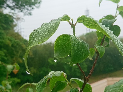 f:id:cotton1010:20200510061823j:plain