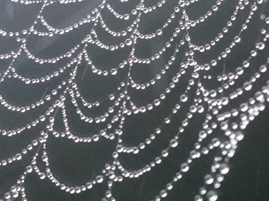 f:id:cotton1010:20200510063245j:plain