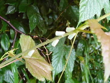 f:id:cotton1010:20200722060217j:plain f:id:cotton1010:20200722060217j:plain
