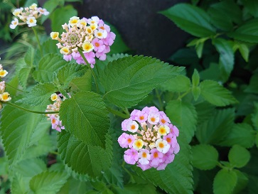 f:id:cotton1010:20200810071459j:plain f:id:cotton1010:20200810071459j:plain