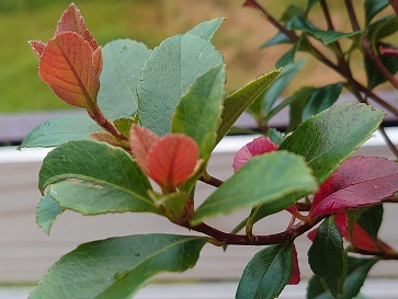 f:id:cotton1010:20200811055201j:plain f:id:cotton1010:20200811055201j:plain