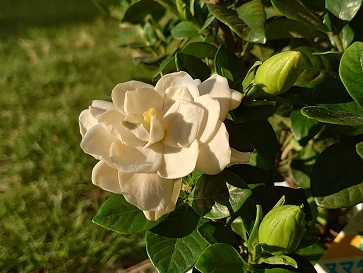 f:id:cotton1010:20210526055105j:plain