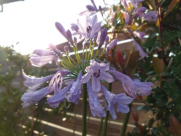 f:id:cotton1010:20210624060415j:plain