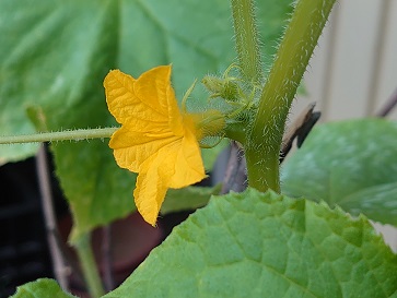 f:id:cotton1010:20210625060450j:plain