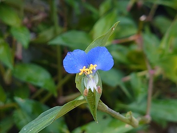 f:id:cotton1010:20210625060608j:plain