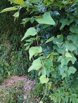 f:id:cotton1010:20210626052720j:plain