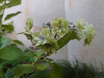 f:id:cotton1010:20210626053507j:plain