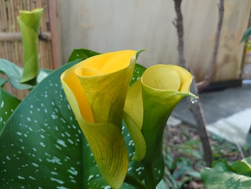 f:id:cotton1010:20210627070818j:plain