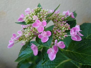 f:id:cotton1010:20210819063028j:plain