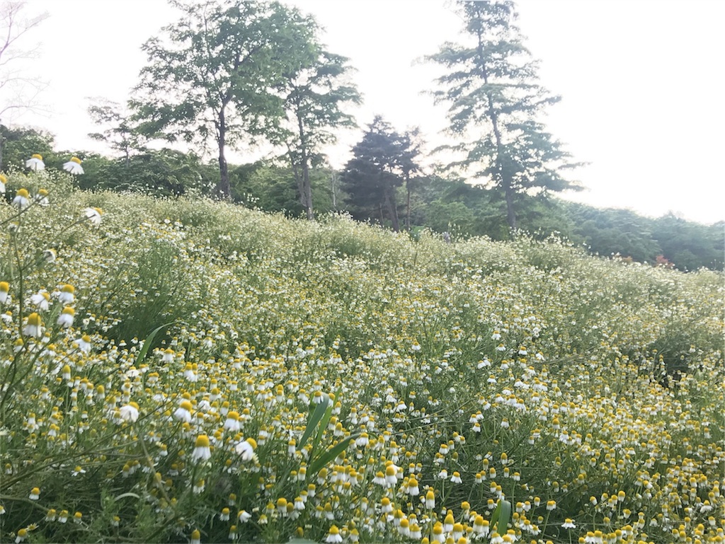 f:id:cottonsnow151e:20170610185950j:image f:id:cottonsnow151e:20170610185950j:image