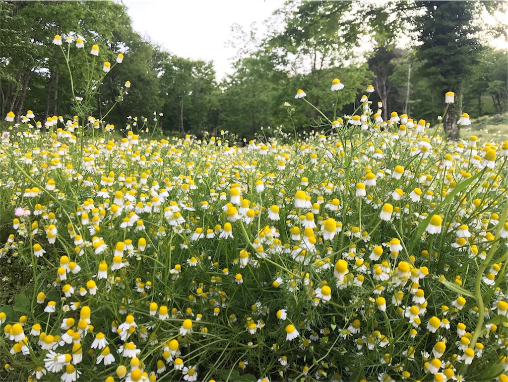 f:id:cottonsnow151e:20170610190020j:image f:id:cottonsnow151e:20170610190020j:image