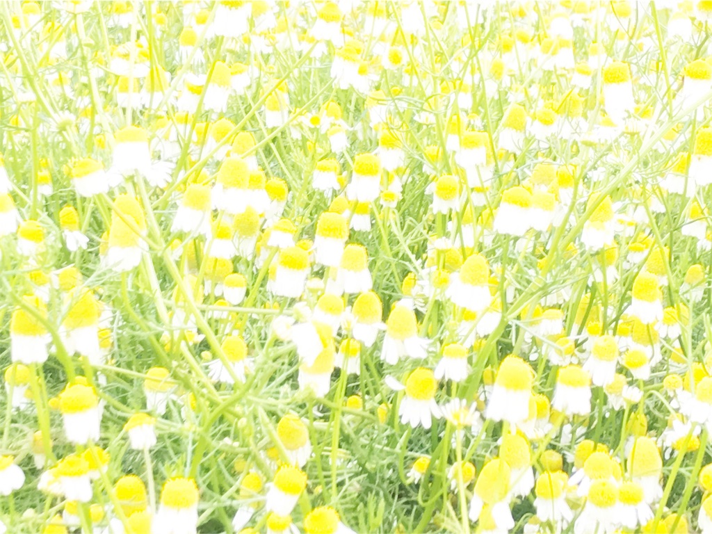 f:id:cottonsnow151e:20170610221539j:image f:id:cottonsnow151e:20170610221539j:image