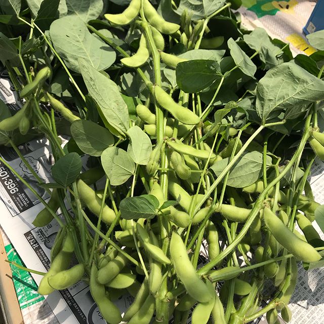 .【Flower & Veggie Daily.27】.号外というか速報「枝豆、収穫！」.畑でとった、家でゆでた、あつあつ食べた！.不定期更新で、農園日誌的な記事をお届けしています☆.#flowerandveggiediary #農園日誌 #枝豆 #枝つき枝豆 #収穫 #畑から直行 #edamame #greensoybeans #harvest #fromfarmtotable #ゆでたてうまい #止まらない