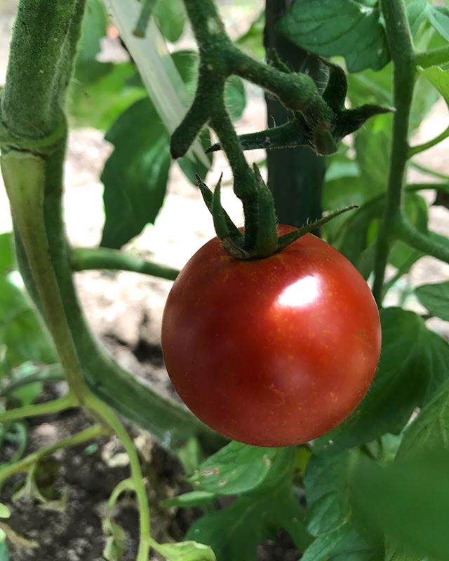 .【Flower & Veggie Diary.28】..「ピークが早い？今年の夏野菜」..お久しぶりになった農園日誌ですが、畑にはなんだかんだ毎週通っています(ちょっと書くのをお休みしてただけ)！..今年は春から暖かい陽気が続き、作物のピークが早い気がします。.昨年の今頃は、きゅうり大収穫祭でしたが、今年は早くもきゅうりが終了しました…(もう少し食べたかった)..トマトはミニトマトがピークを迎え、中玉のフルティカや大玉も育ってきてます☆繁った葉の中をのぞくとぴかぴかの野菜。.今年育てている「カレーなインド」というインドナスも鈴なり三兄弟！かわいい☆なすは何種類か作っているのですが、花も個性が違ってきれいです！.ピーマンやししとうもよく育ってます。かぼちゃも今年は早い。実のついてる軸がコルク化してきたので次には収穫の予定。..今週はいつもの曜日に行けずに違う曜日に行ったので、1人黙々作業でうちで使う分だけの野菜を採ってきましたが、それでもどっさりずっしり(とくになす)。.ナスタチウムの葉にたまっていた露が蓮の葉みたいできれいでした！..それにしても暑かった！1時間ほどの作業でも汗が止まらず顔が真っ赤に。。.しばらく日照りだし西日本は水害で農作物が、、という状況で、今年夏の野菜、どうなるんだろうな、と思う帰り道でした。.不定期更新で、農園日誌的な記事をお届けしています☆#flowerandveggiediary #農園日誌 #野菜 #畑 #ミニトマト #なす #かぼちゃ #なすの花 #ピーマン#ナスタチウム #朝露 #暑かった #vegetables #vegetablegarden #farm #cherrytomatoes #eggplant #pumpkin #eggplantflower #greenpepper #nasturtium #morningdew #atsui
