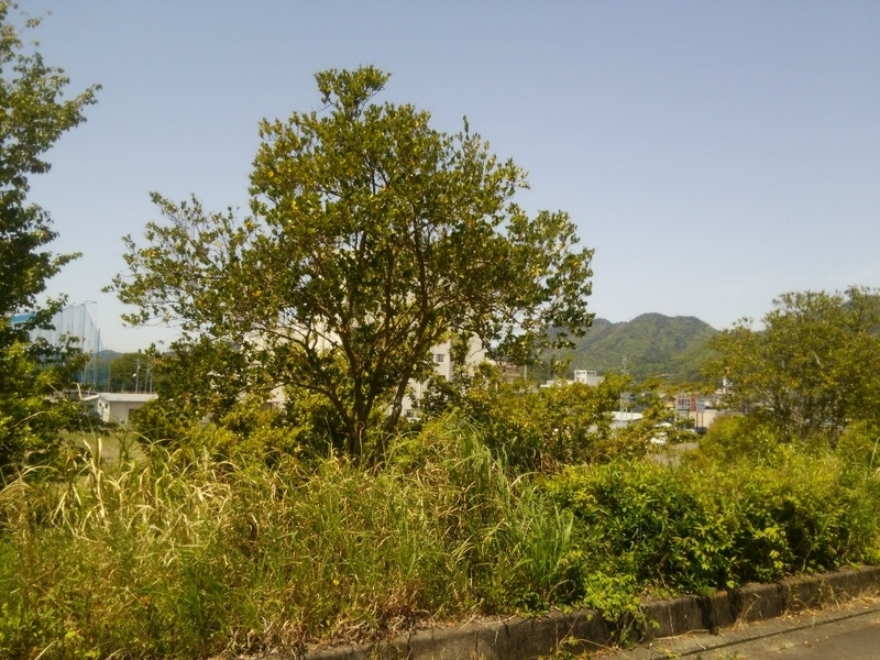 イメージ 1